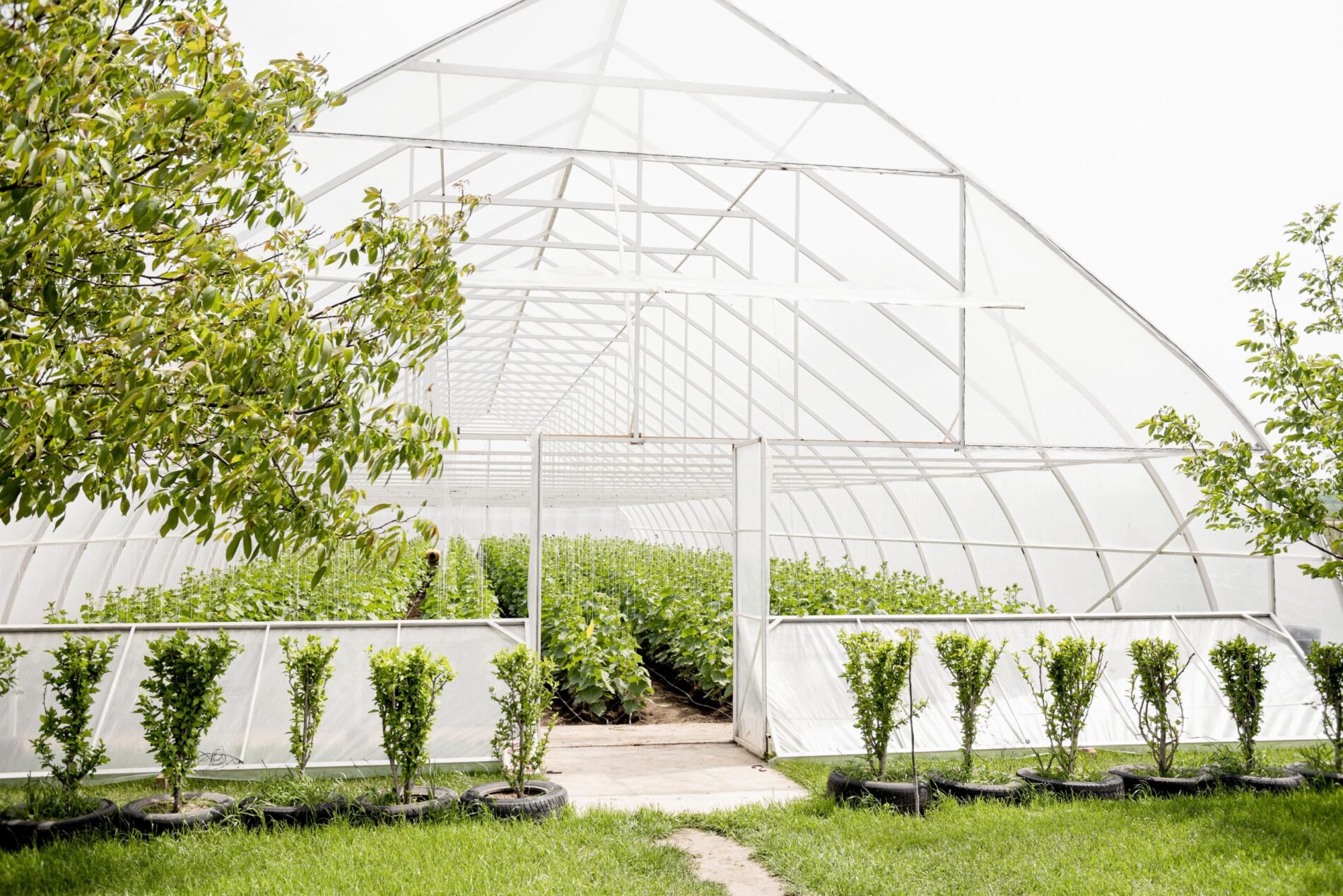 beautiful countryside greenhouse trees 1 scaled tam-lop-lay-sang-polycarbonate